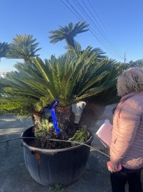 Cycas_Revoluta_450000_mod