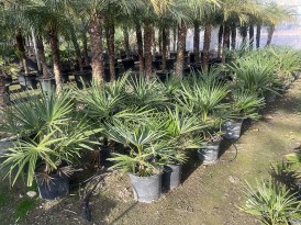 Trachycarpus_Fortunei_20.000_mod