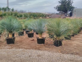 Yucca_Rostrata_2024_274x274